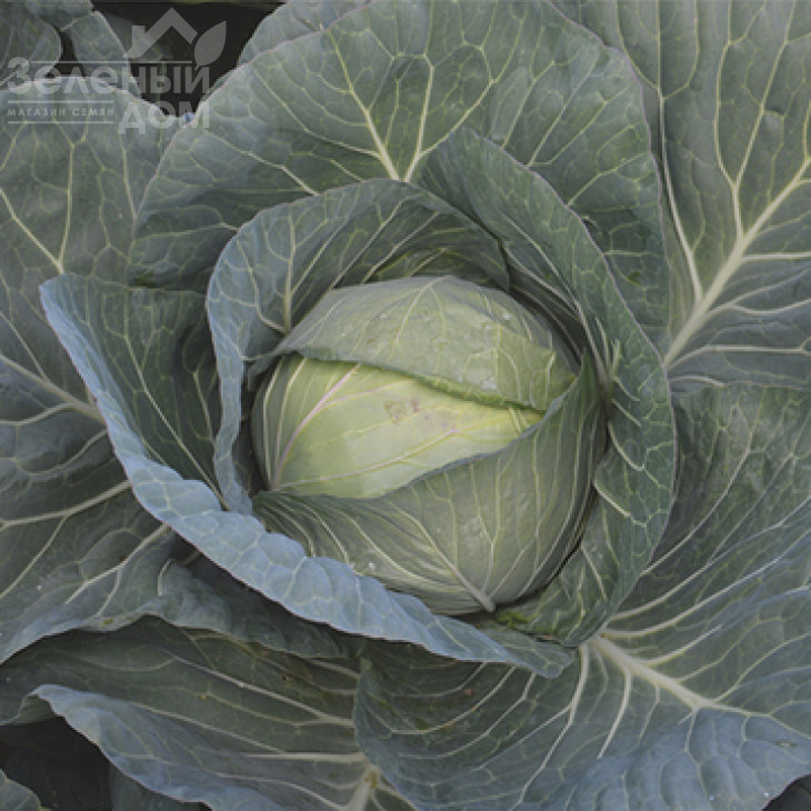 Чірз F1 / Cheers F1,75-80 днів фото 1