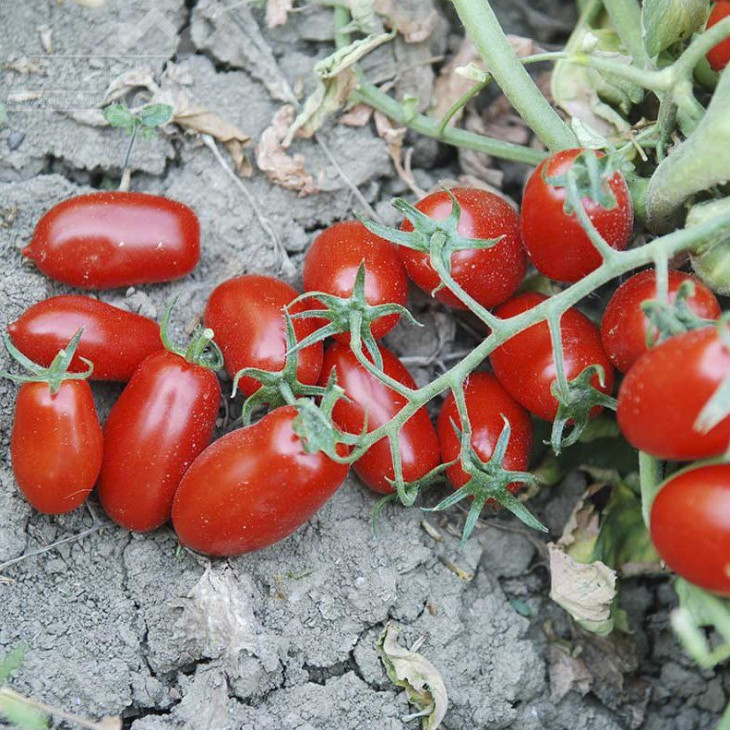 Брісколіно F1 / Briskolino F1,118 днів фото 1