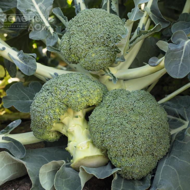 Батавія F1 / Batavia F1,65-68 днів фото 3