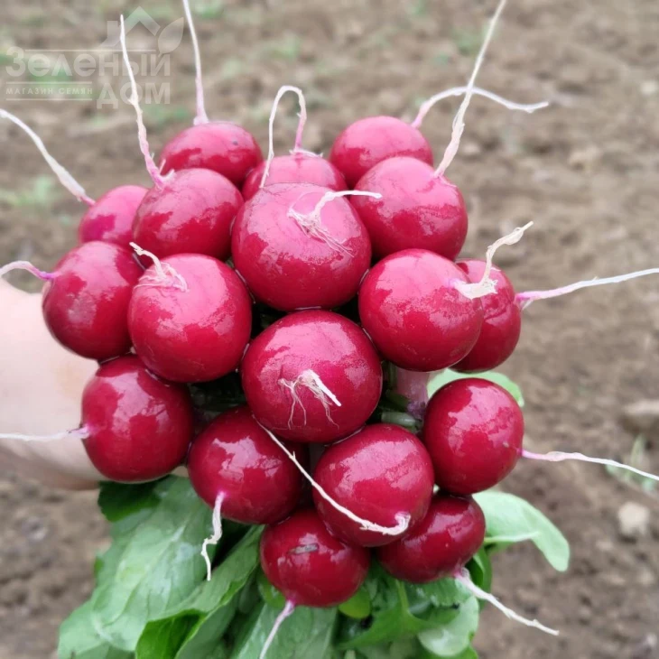 Пурпелла F1 / Purpella F1 фото 1