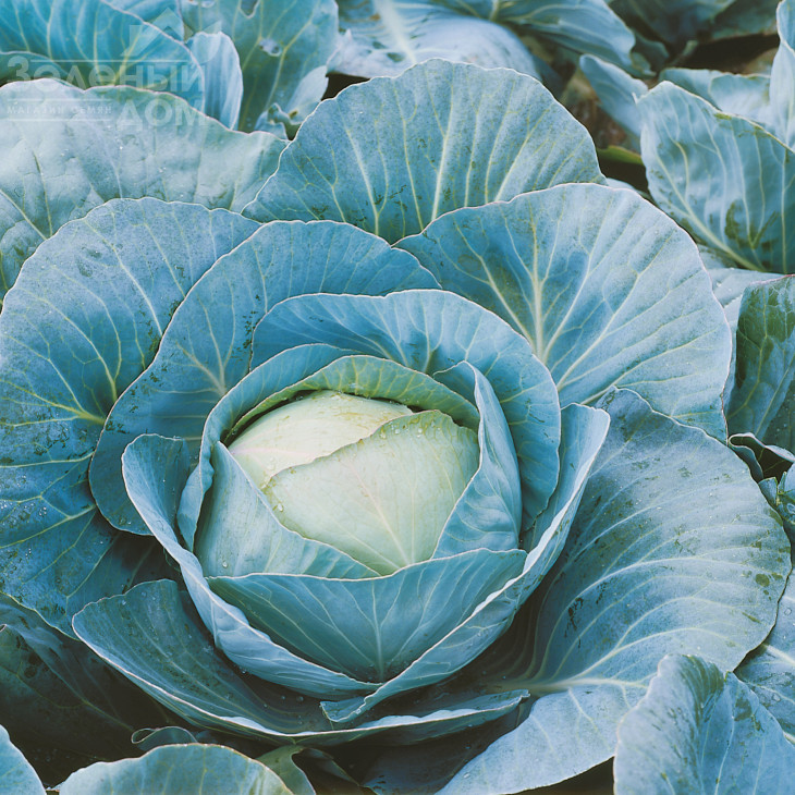 Адаптор  F1 / Adaptor F1,115-125 днів  фото 1