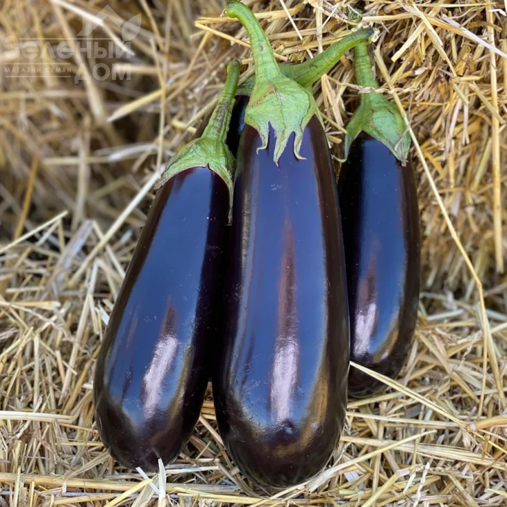 Брат F1 / Brat F1 фото 3