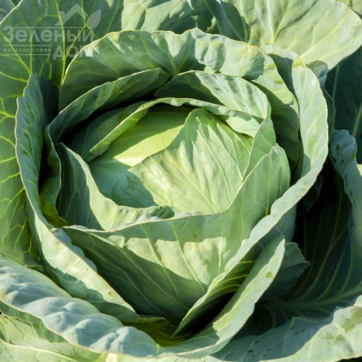 Либератор F1 / Liberator F1,120-125 дней фото 1