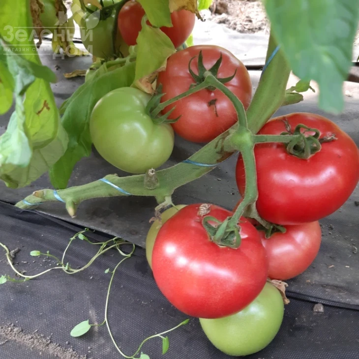 Розарий F1 / Rozariy F1 фото 1