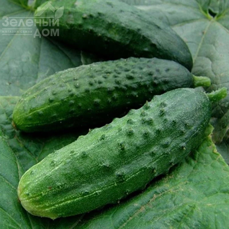 Регия F1 / Regia F1,48-50 дней фото 1