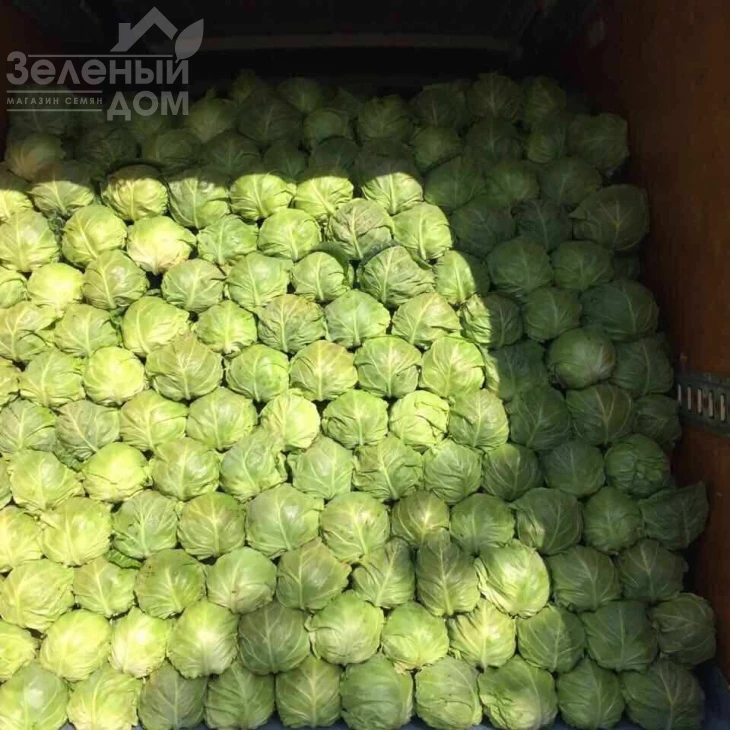 Рапидион F1 / Rapidion F1,45-50 дней фото 3