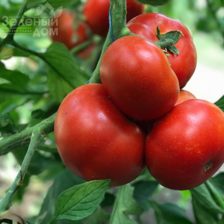 Оазіс F1 / Oazis F1,67-70 днів фото 13