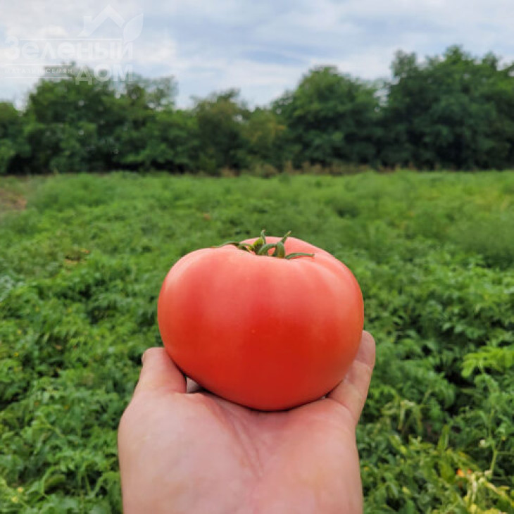 Пінк Сейф F1 / Pink Seyf F1, 95 днів фото 1
