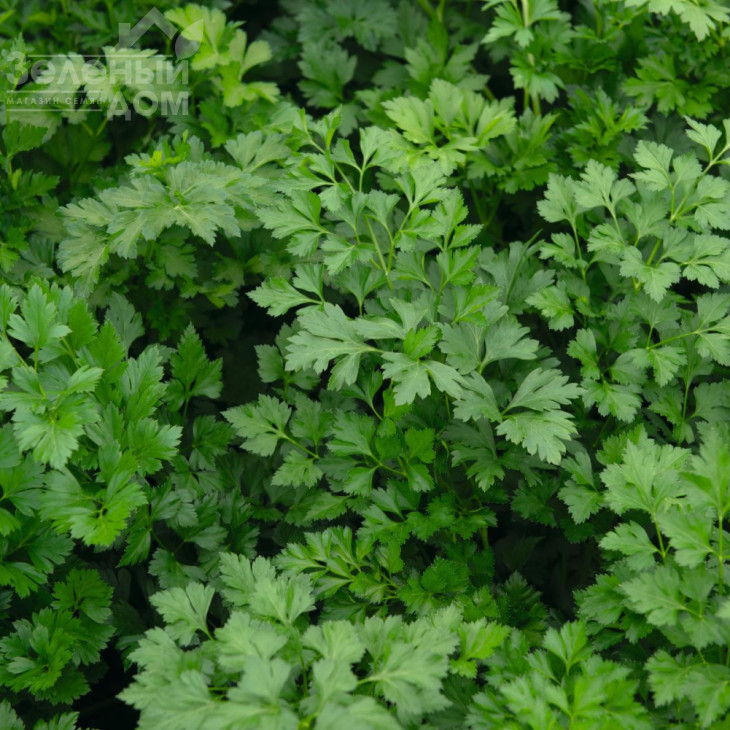 Ріалто / Rialto фото 2