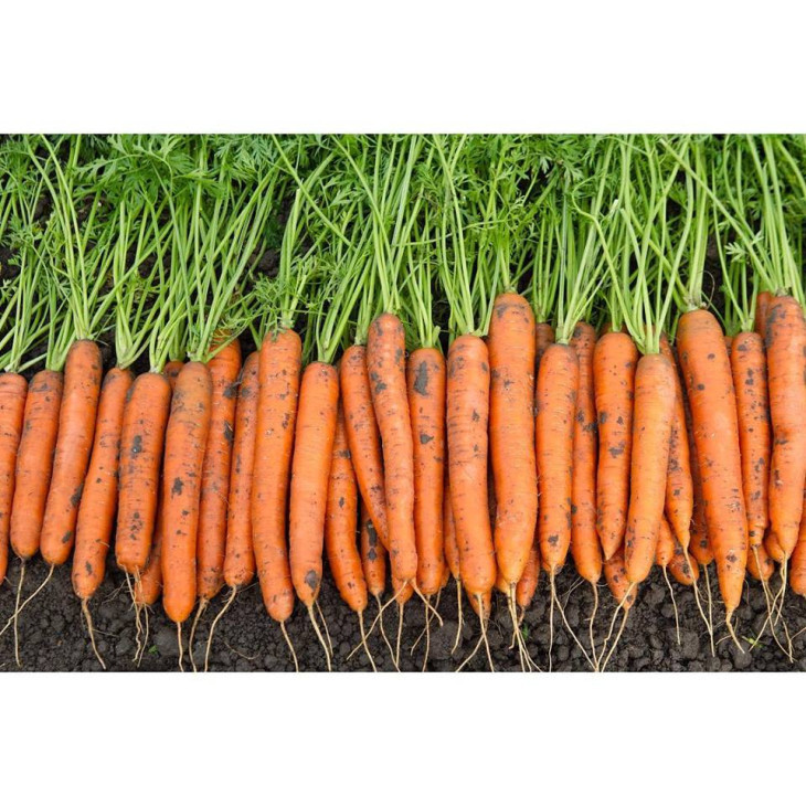 Карвора F1 / Carvora F1,95-105 днів фото 3