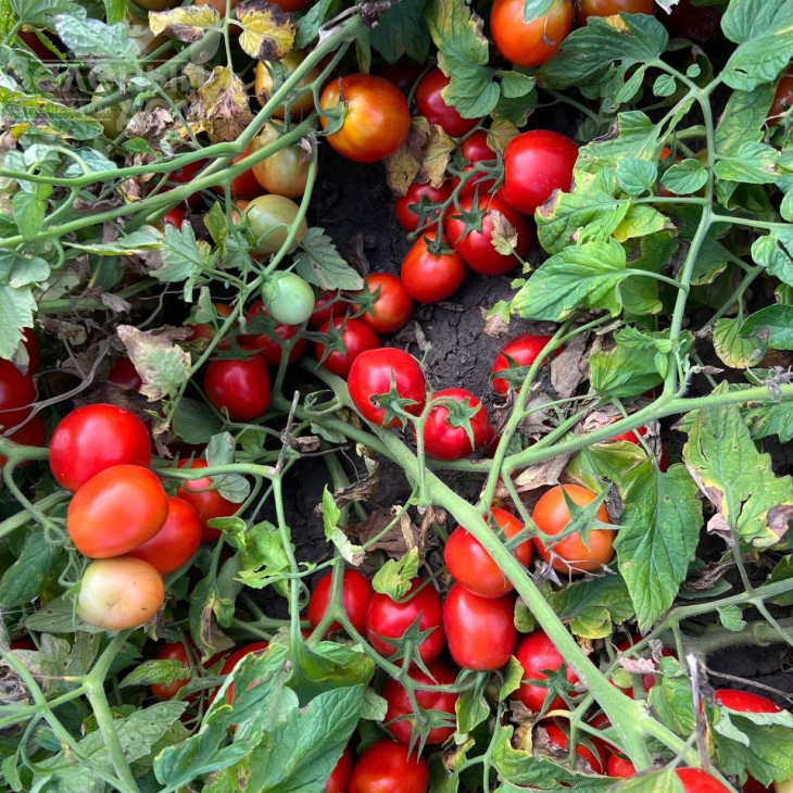 НМ 5900 F1, 115-120 днів фото 2