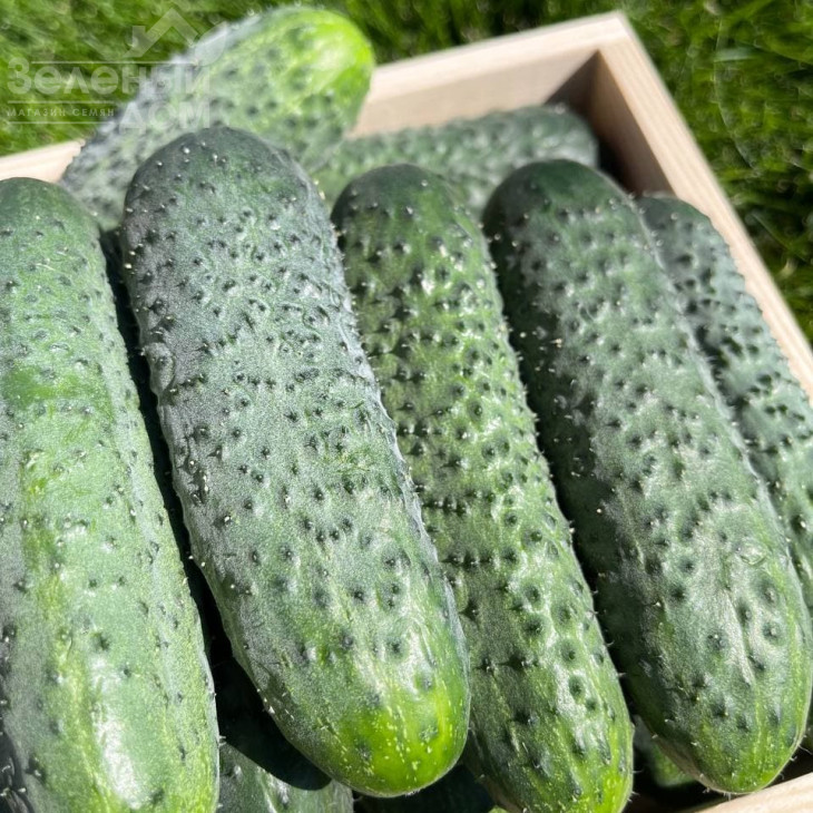 Стентор F1 / Stentor F1 фото 3