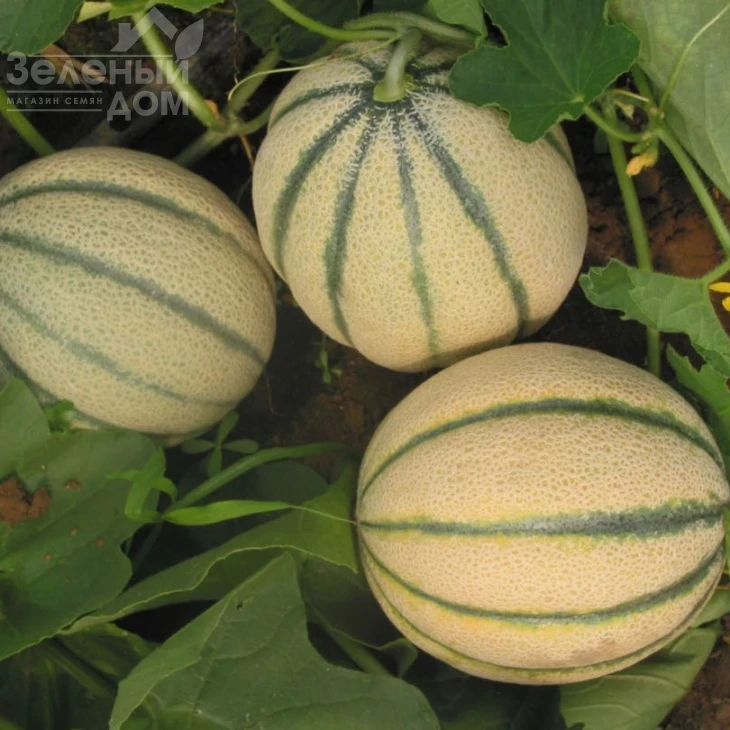 Бари F1 / Bari F1 фото 3