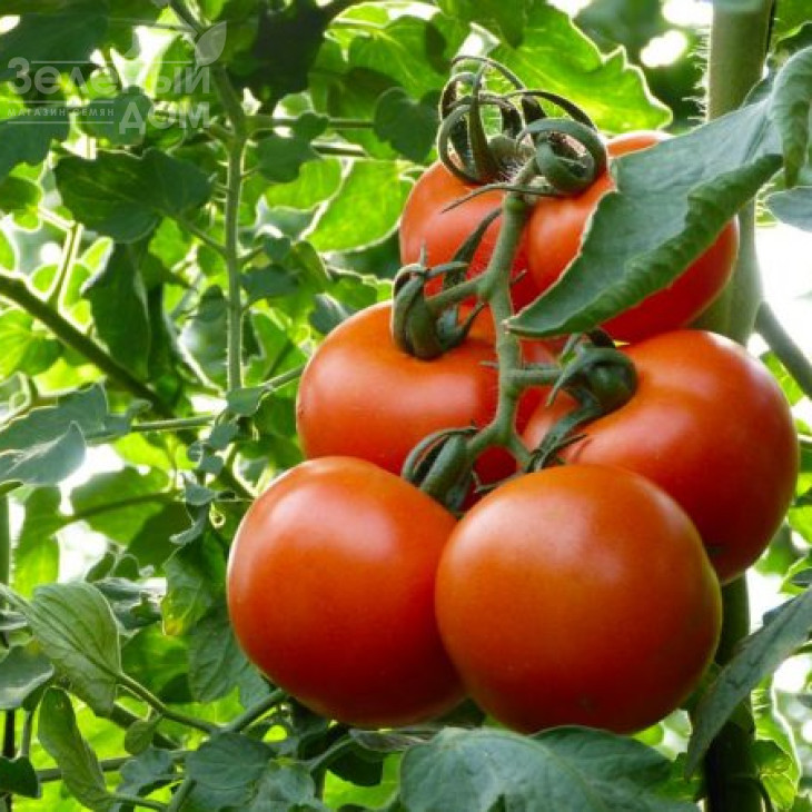 Махітос F1 / Mahitos F1,90-100 днів фото 4