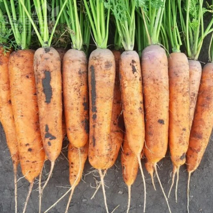 1932  F1 / 1932  F1.90 дней фото 1