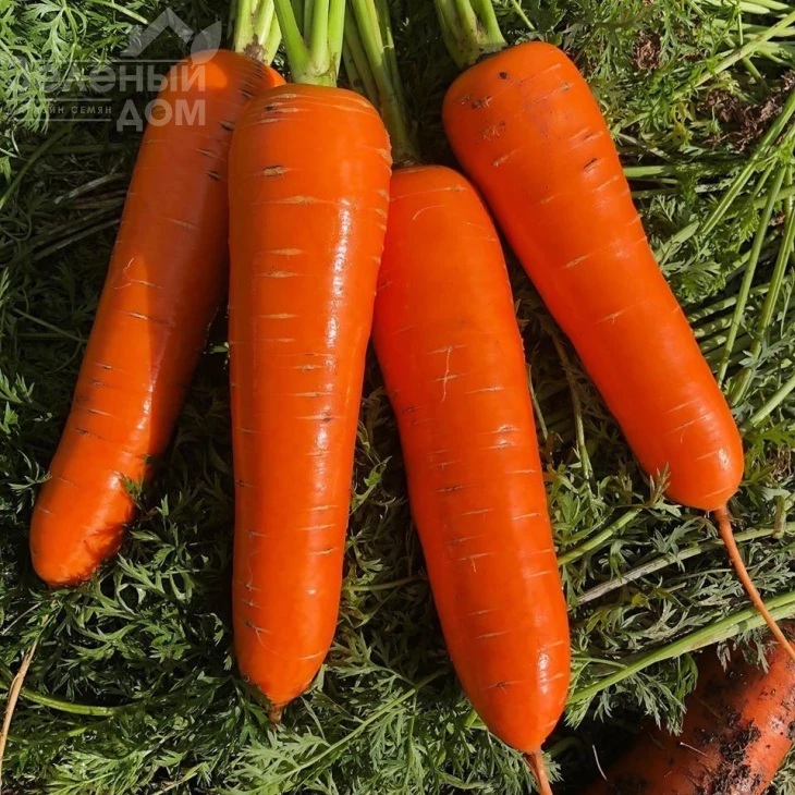 Йорк F1 / York F1, 95 дней фото 2