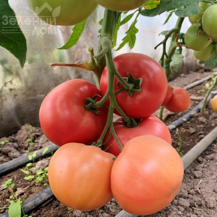 ПЛ 6210 / PL 6210 фото 3