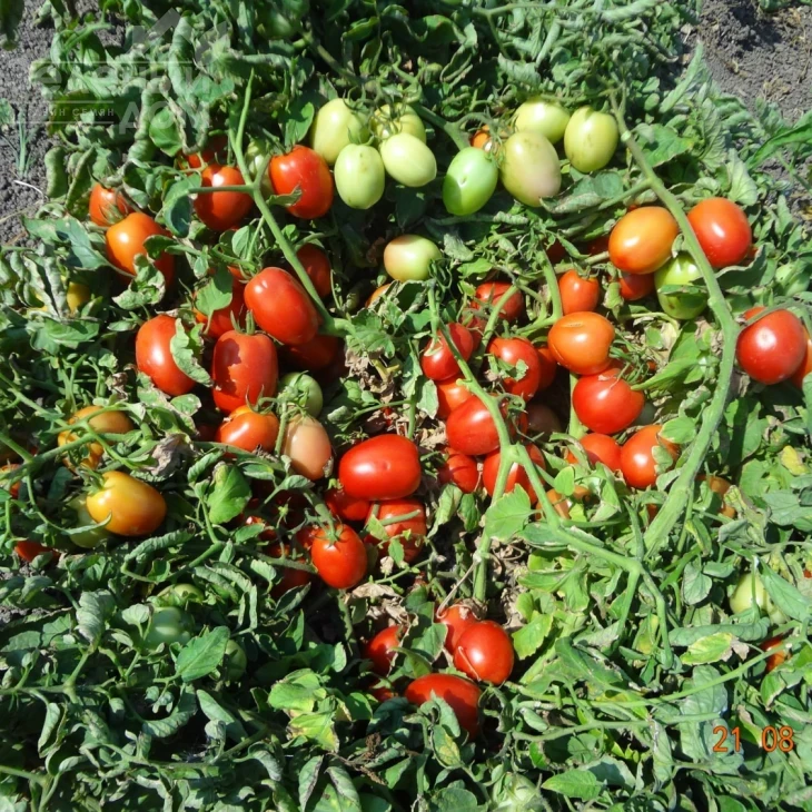 БТ 052 F1 / BT 052 F1,70-75 дней фото 1