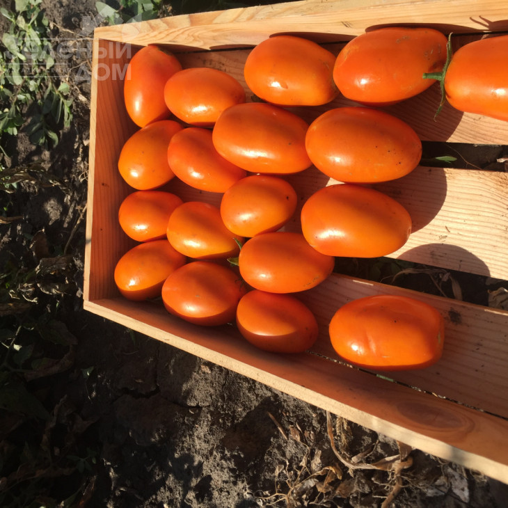 Оранж Плам F1 / Orange Plam,100 днів фото 4