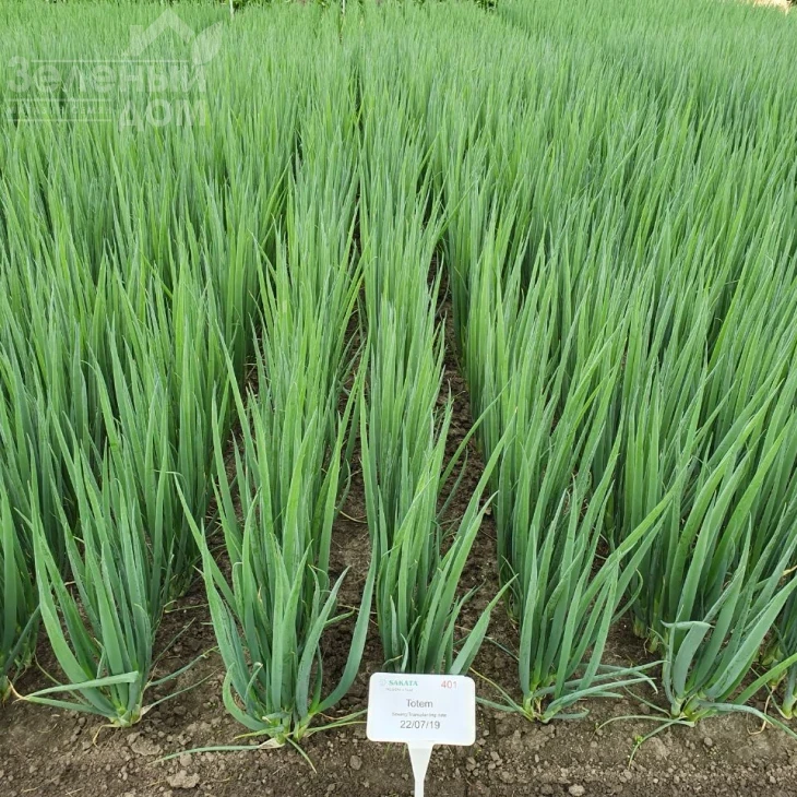 Тотем / Totem фото 2