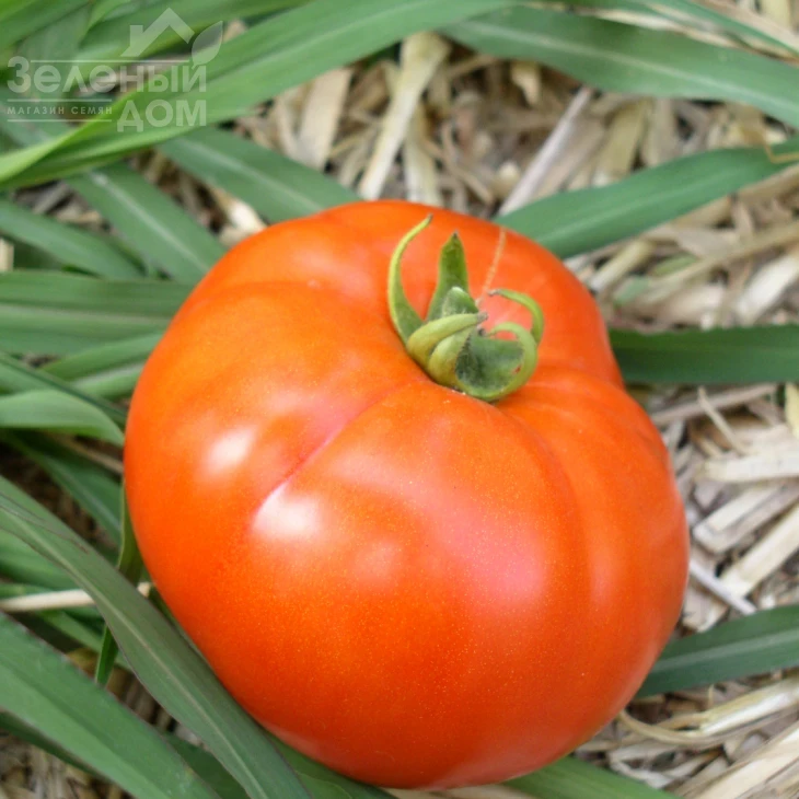 Прима Люкс F1 / Prima Lux F1, 92-95 дней фото 1