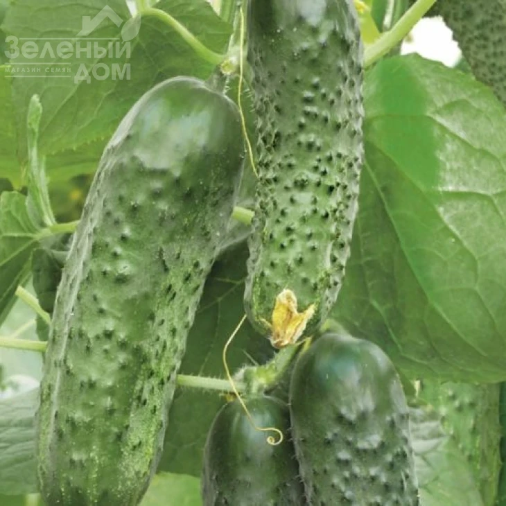 Каролина F1 / Karolina F1,45 дней фото 1