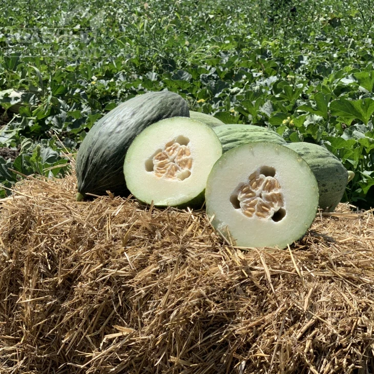 Ареналес F1 / Arenales F1,90-95 дней фото 1