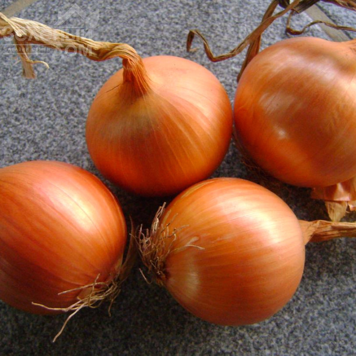 Іроко F1 / Iroko F1 фото 3