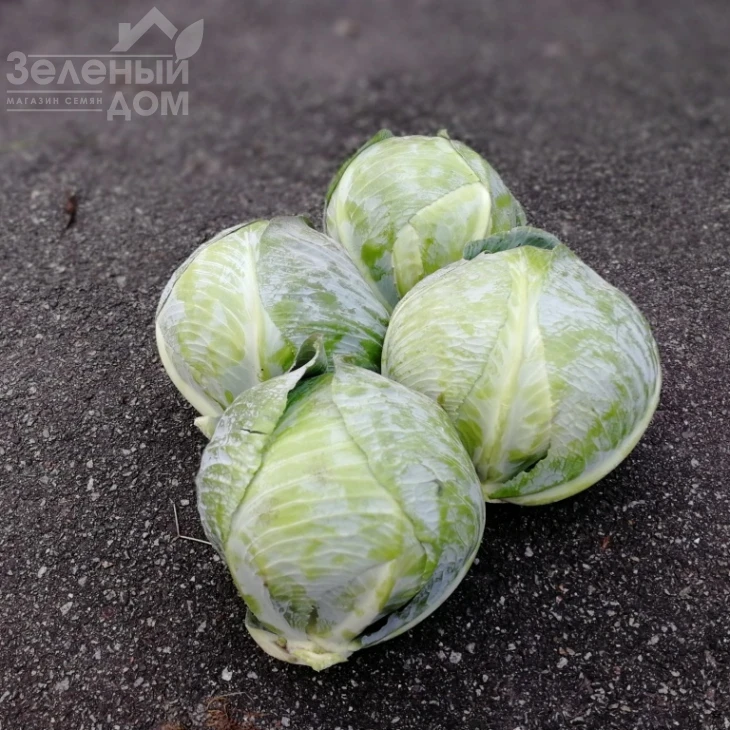 Алекса F1 / Alexa F1, 120-125 дней фото 2