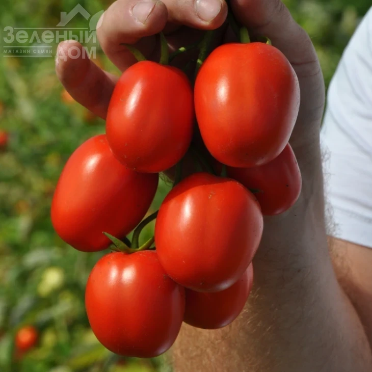 Мегрез (ЕЗ 1418) F1 / Megrez (EZ 1418) F1, 100-110 дней фото 1