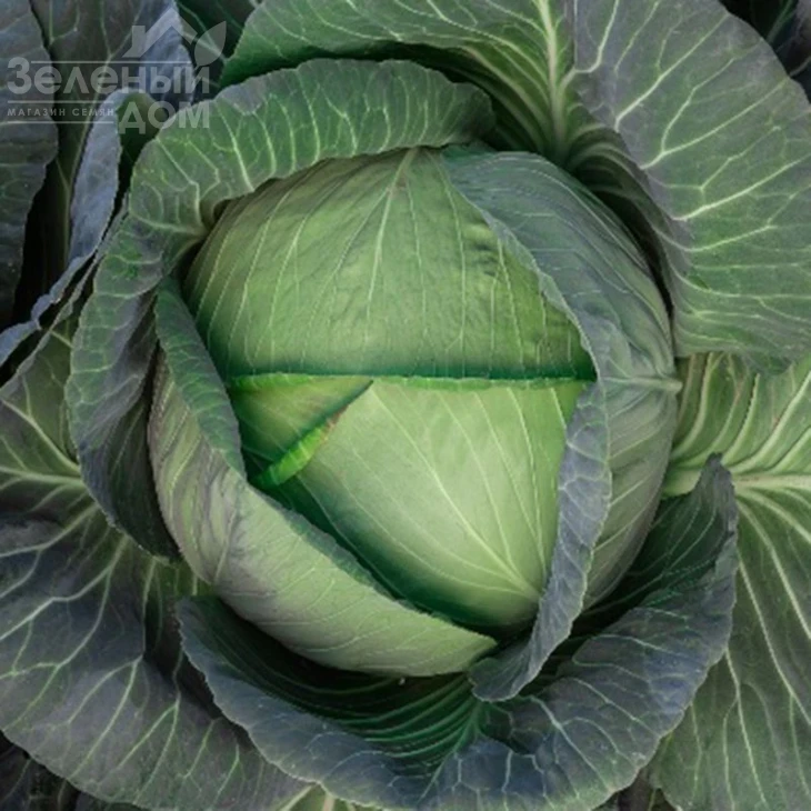 Кейко (INX 524) F1 / Keyko (INX 524) F1,80-85 дней фото 1