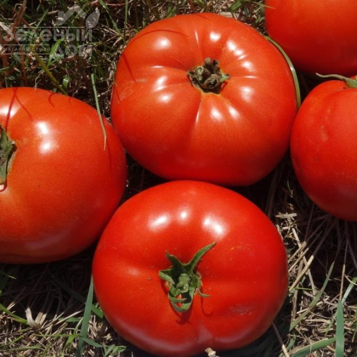 Ред Булл F1 / Red Bull F1 фото 1