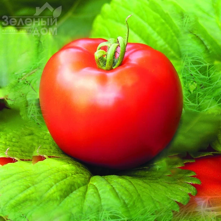 Загадка / Zagadka фото 1