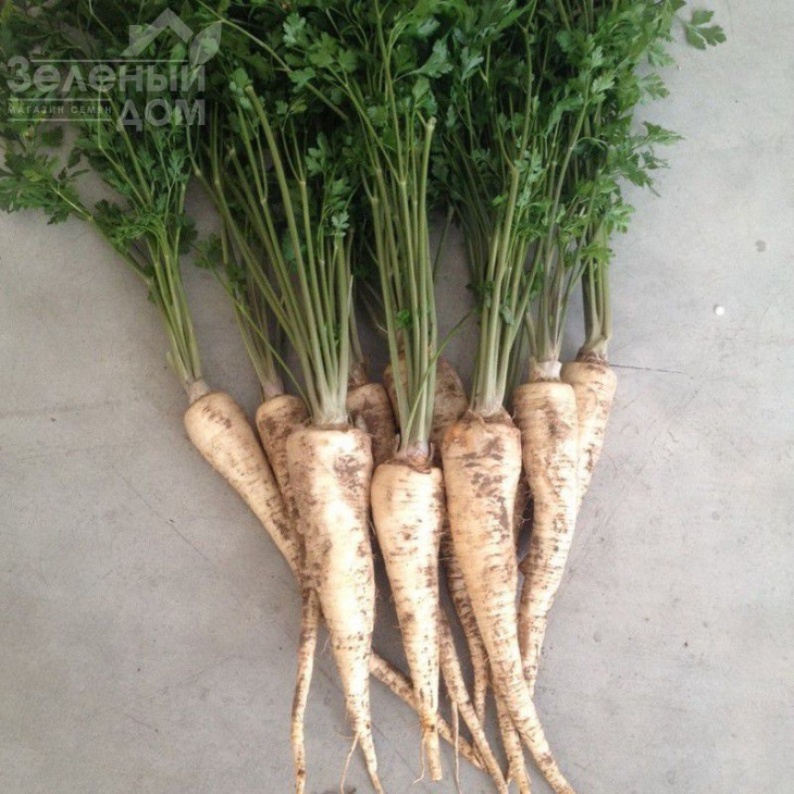 Атіка / Atika фото 1