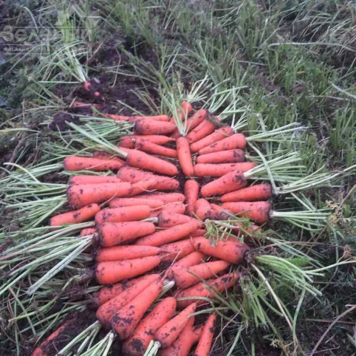 Абако F1 / Abaco F1,110 дней фото 4