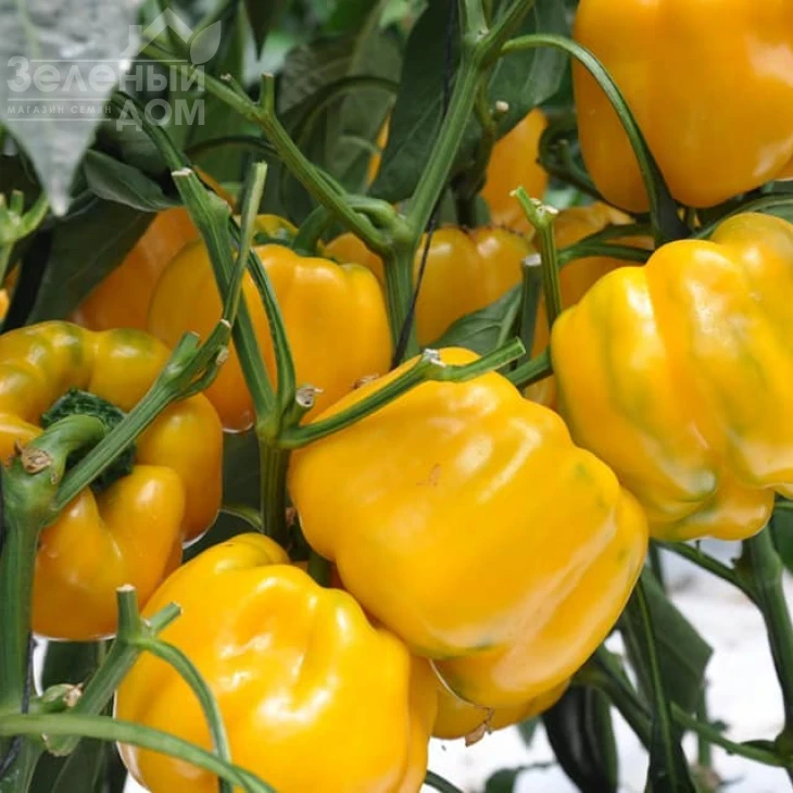 Гуалда F1 / Gualda F1 фото 3