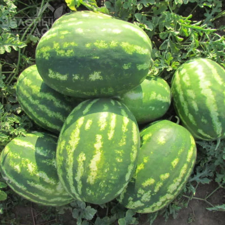 ЛС 1665 F1 / LS 1665 F1,58-60 дней фото 1