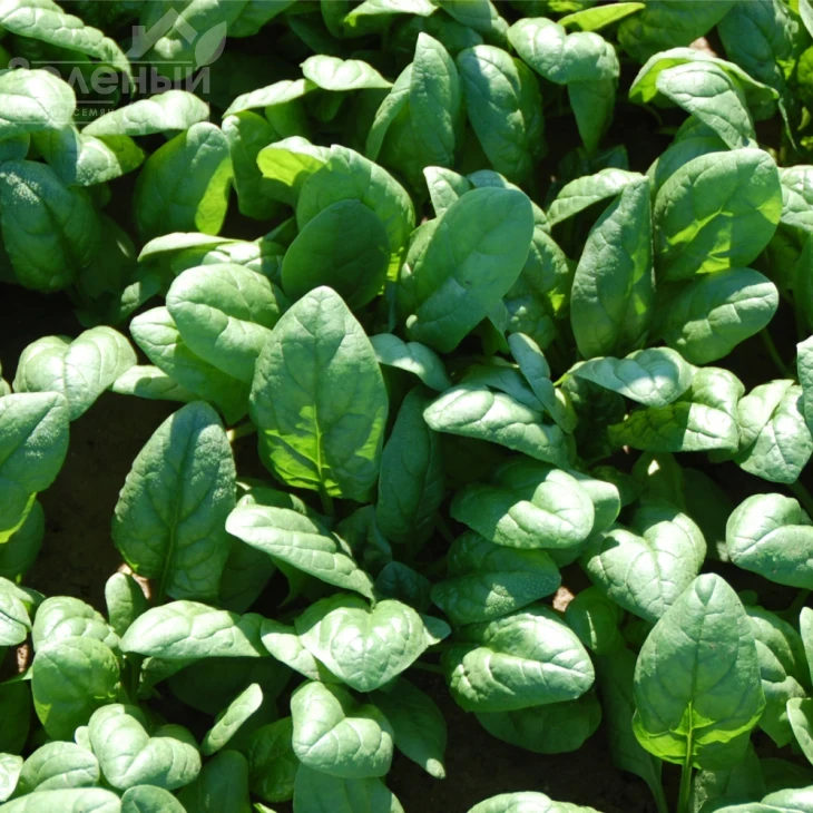 Акадия F1 / Acadia F1 фото 1