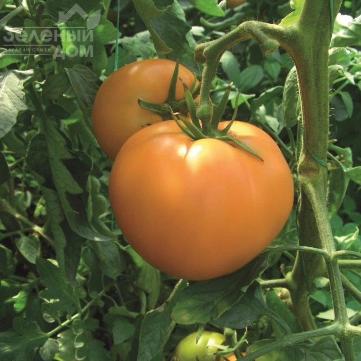 Руслан / Ruslan, 105-110 дней фото 1