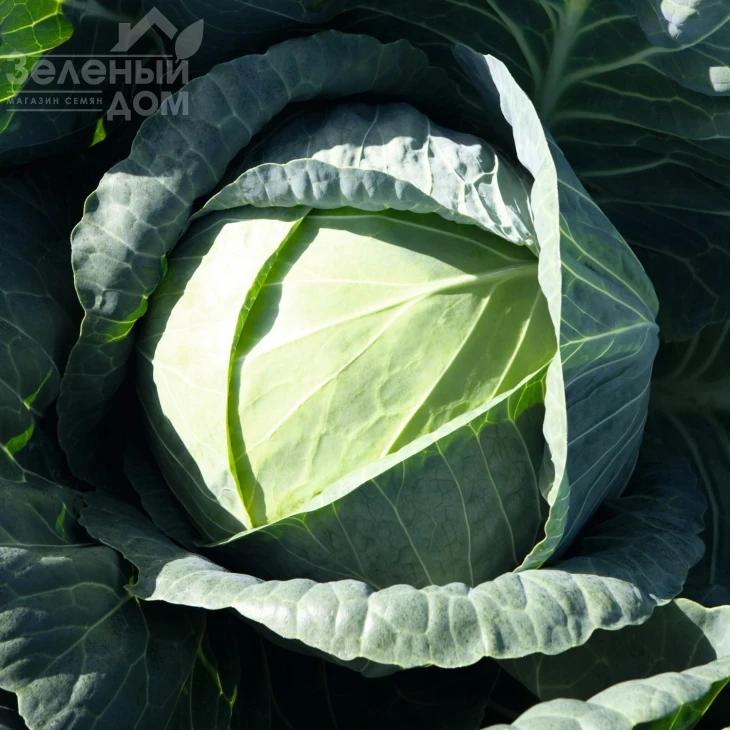 Пассат F1 / Passat F1,120 дней фото 1