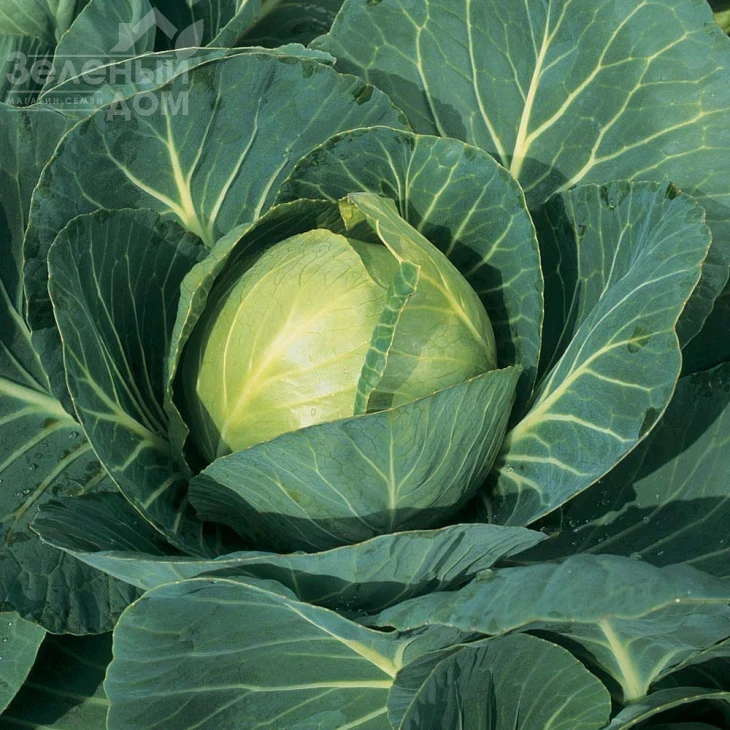 Глория Стар F1 / Gloria Star F1,75-80 дней фото 1