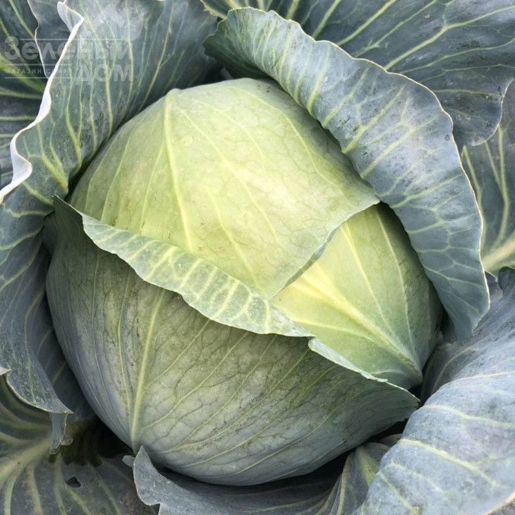 Конгама F1 / Congama F1,115-120 днів фото 4