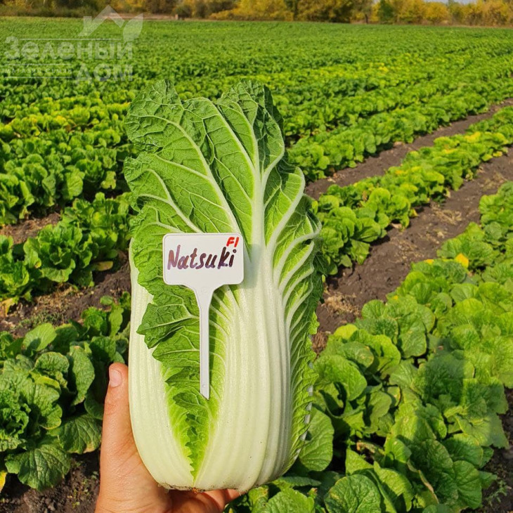 Натсукі F1 / Natsuki F1, 55-60 днів фото 7