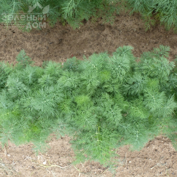 Тедді / Teddy фото 2