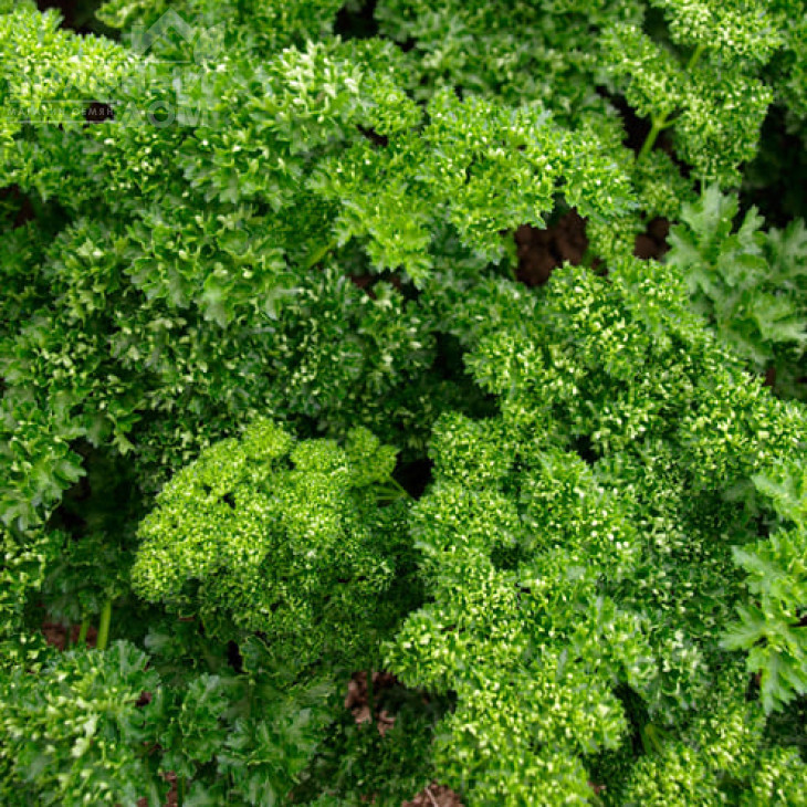 Орфео / Orfeo фото 1