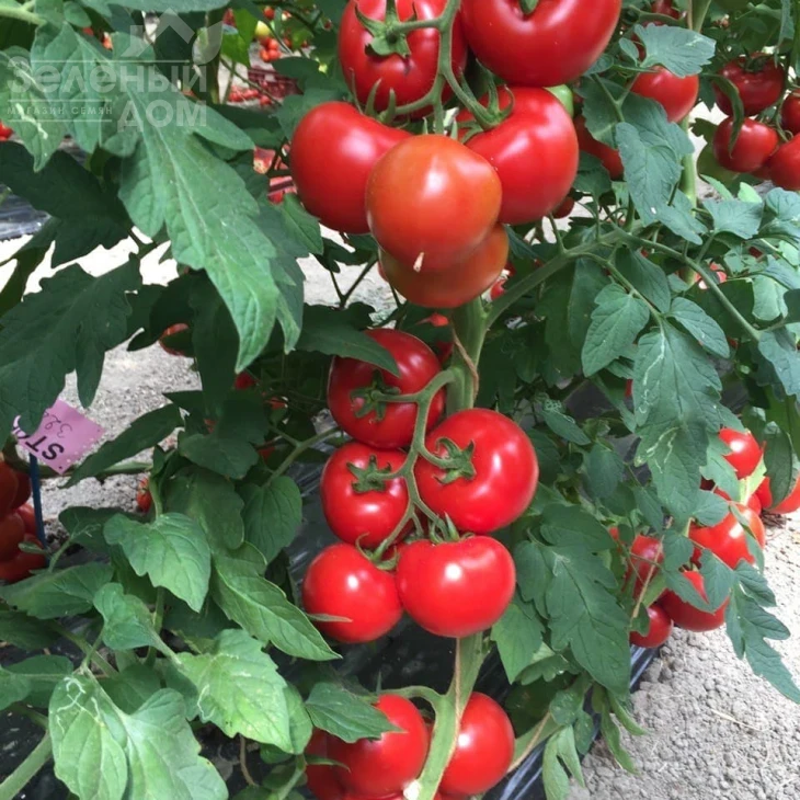 Аламина F1 / Alamina F1,105-115 дней фото 2