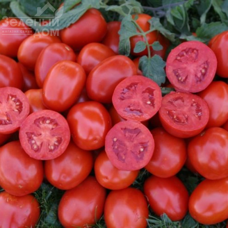 1311 F1 / 1311 F1, 115 днів фото 1