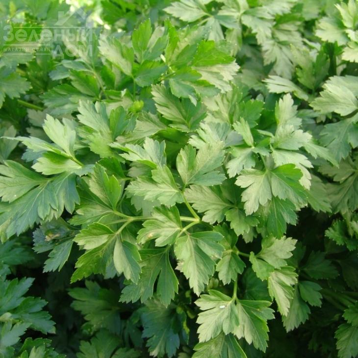 Фест / Fest фото 1