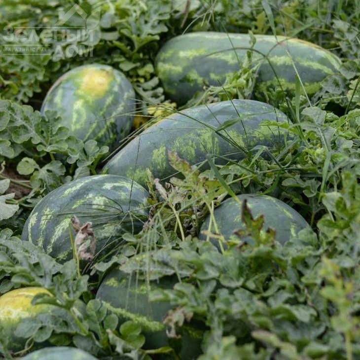 Юмми F1 / Yummi F1,68-70 дней фото 3