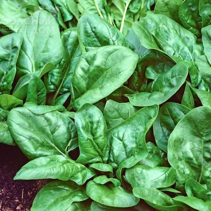 Матадор / Matador фото 1